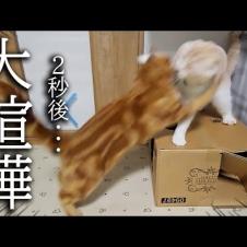 深夜に子猫と母猫が初めて大喧嘩したら犬の行動に驚きました...