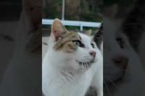 漁港の猫ちゃん、めちゃめちゃ甘えてきた #ImpressedCatVideo #catisland #猫
