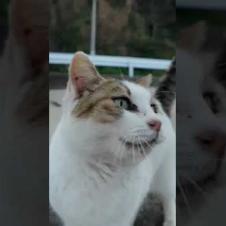 漁港の猫ちゃん、めちゃめちゃ甘えてきた #ImpressedCatVideo #catisland #猫