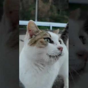 漁港の猫ちゃん、めちゃめちゃ甘えてきた #ImpressedCatVideo #catisland #猫