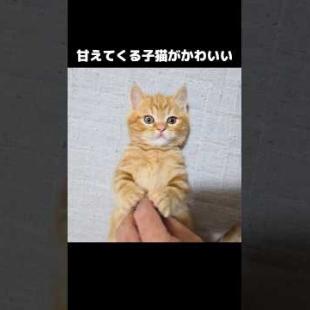 甘えてくる子猫がかわいい...笑#shorts