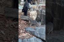 😻 Kittens living on rocks are the same color as the stones #cat #shorts #catvideos #animals #cute