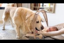 Golden Retriever Plays with Newborn Baby for the First Time