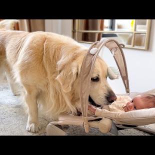 Golden Retriever Plays with Newborn Baby for the First Time