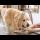 Golden Retriever Plays with Newborn Baby for the First Time