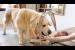 Golden Retriever Plays with Newborn Baby for the First Time
