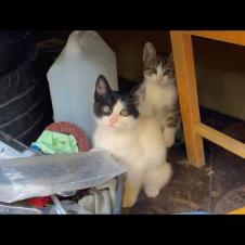 Funny kittens playing very cute