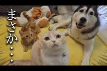 犬と猫に誕生日プレゼントをあげたらまさかのこうなりました...