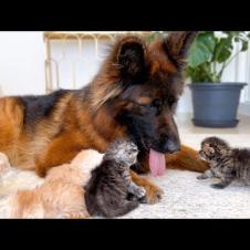 Tiny Kittens Attack This Big Dog… With Love 🥹❤️