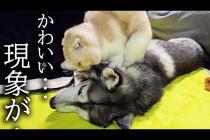 夜中に猫が寝ぼけて朝だと思ってハスキー犬を起こした結果...