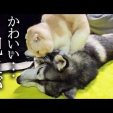 夜中に猫が寝ぼけて朝だと思ってハスキー犬を起こした結果...