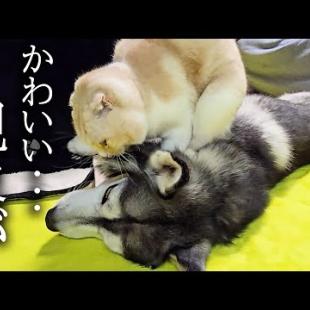 夜中に猫が寝ぼけて朝だと思ってハスキー犬を起こした結果...