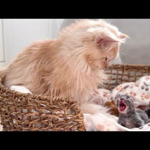 Dad Cat Takes Care of his Newborn Tiny Kittens