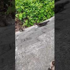 壁を上り降りする山の猫たち