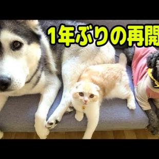 1年ぶりにお兄ちゃんと妹に再会したハスキー犬と子猫の反応がこちら...