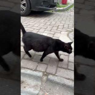 Black mother cat goes to her kittens #shorts #catshorts #cats #cat #kitten #catlover #catsofyoutube