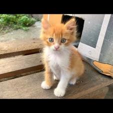 I make friends by playing with a timid orange fluffy kitten