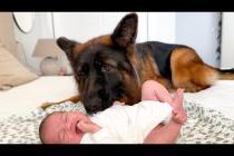 Amazing German Shepherd Takes Care of Newborn Baby