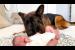Amazing German Shepherd Takes Care of Newborn Baby