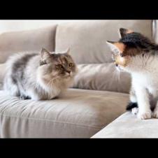 Cat Meets Abandoned Kitten For The First Time!