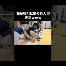 猫が強引に割り込んできた...笑#shorts