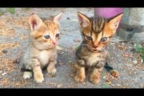 Kittens Don't Stop! Play, Jump, Wrestle... All in One! 🐱🔥