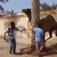 사람도 던지는 낙타의 무서운 힘