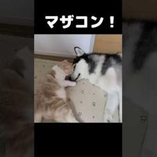 犬に育てられたマザコン猫...笑#shorts