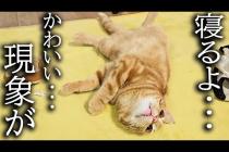「寝るよ」と言うと寝る準備を始める子猫がかわいい...