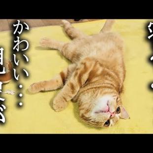 「寝るよ」と言うと寝る準備を始める子猫がかわいい...