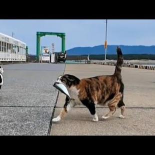 日曜午後は漁港猫ちゃんたちのお魚パーティー