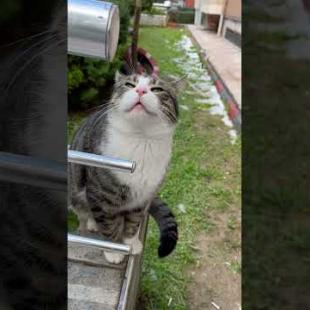 Street cat sticks its head out to be petted #catshorts #shorts #cat #cats #kitten #catlover #cute