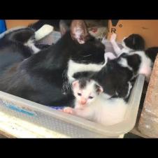 Timid kittens say hello to the world and are just learning to meow