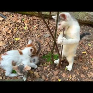 Too cute! These Kittens' games melt your heart