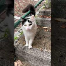 😻A long-haired cat comes running towards me from the stairs #shorts #cat #cats #cute