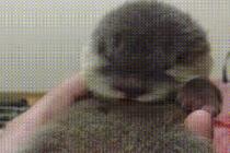 새끼 수달이 잠드는 법