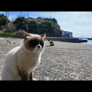 港を歩いている人を見つけるととりあえず集まってくる島の猫たち