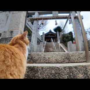 猫島の港近くの神社に行くと喜んで階段を駆け上がる猫たちがいて愉しい