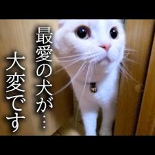 猫が異変に気づき知らせにきたのでついて行くと...