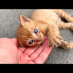 Stray Kitten Looking for Love More Than Food 💔🐾