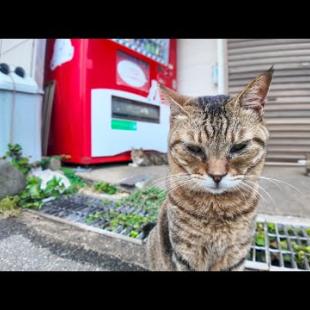 猫島の港近くの自販機前は猫の溜まり場になっている