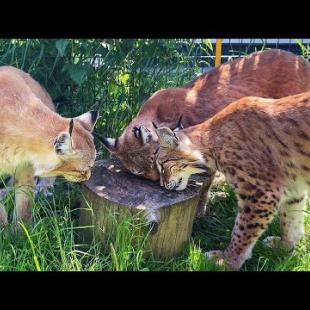 РЕАКЦИЯ РЫСЕЙ НА ОБЫЧНЫЙ ПЕНЕК / Пумыч разговорился / Мейн-кун Барби учит котёнка