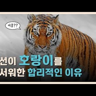 조선의 호환은 얼마나 심각했을까?ㅣ조선의 호랑이 이야기 1부