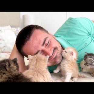 When Kittens Decide You’re Their Favorite Person