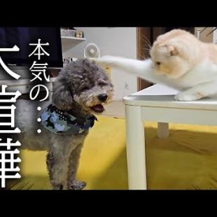 深夜に帰宅すると犬達が大喧嘩してて必死に止める猫がこちらです