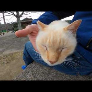 草むらから野良猫がモフられに出てきた