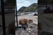 逃げる白キジ猫ちゃん、寄ってくる三毛猫ちゃん #ImpressedCatVideo #catisland #猫