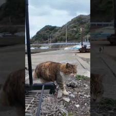 逃げる白キジ猫ちゃん、寄ってくる三毛猫ちゃん #ImpressedCatVideo #catisland #猫