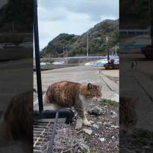 逃げる白キジ猫ちゃん、寄ってくる三毛猫ちゃん #ImpressedCatVideo #catisland #猫