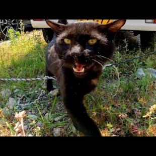 車の下から黒猫が挨拶しに出てきた